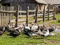 Ducks — photo 1