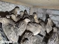 Quails — الصورة 3