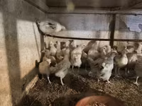 Turkeys — photo 3