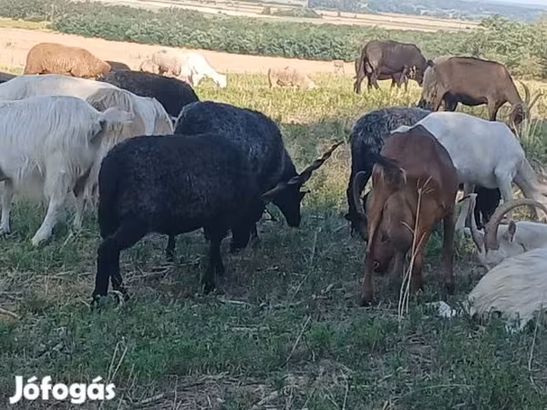 Juh, Racka sheep — Magyarország