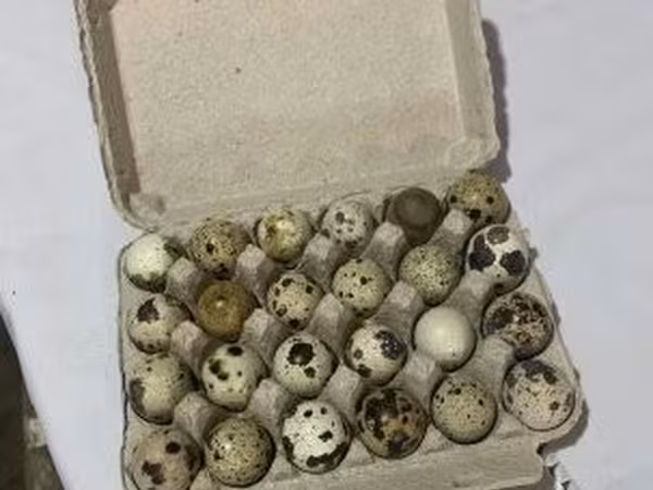 Quails