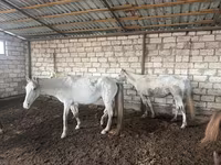 Jument, Chevaux — photo 2