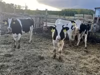 Bulle, Holstein-Rasse — Foto 1