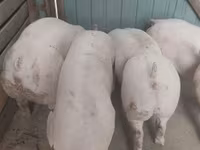 Boar — photo 3