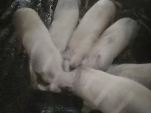猪（批次，未指定性别）, Крупная белая