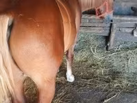 公马, Horses — 照片 2