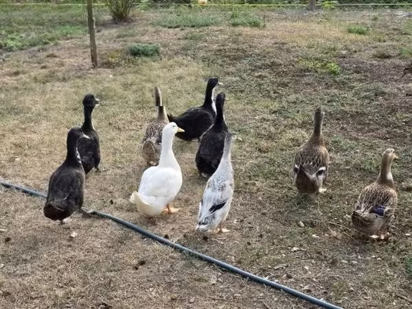 Ducks — Hungary