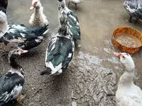 Ducks — 照片 1