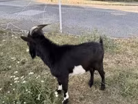 Billy Goat, Nigerian dwarf goats — photo 2