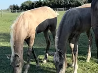 Horse (M), Rocky Mountain Horse — photo 4