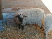 Ovelha, Racka sheep — foto 5