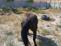 Klisna, Skyros Pony — foto 4