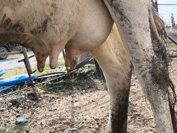 Vaca, Raça Holstein