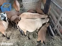 Sheep, Cameroon sheep — photo 3