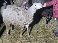 Қошқар, Arashan sheep — 3-сурет