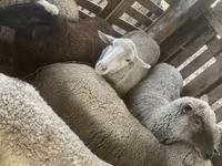 母羊, Blackheaded Persian sheep — 照片 2
