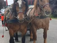 فرس, Percheron — الصورة 7