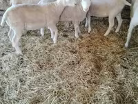 Juh, Ile-de-France sheep — 3. fotó