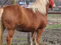 母马, Horses — 照片 7