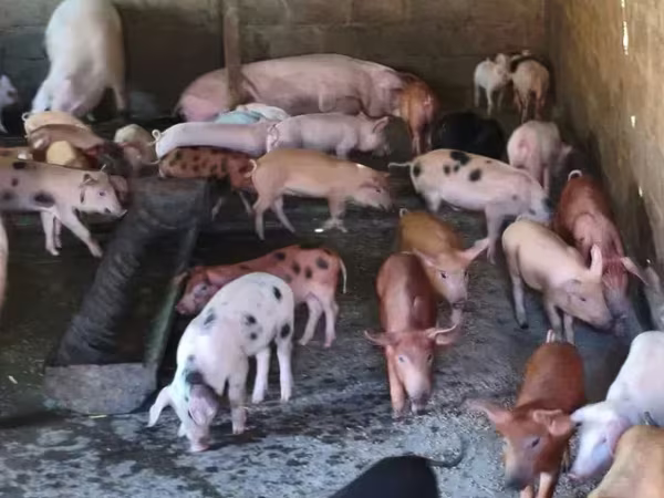 Sow, Pigs