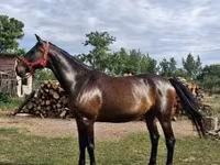 Mare, Nonius horse — photo 1