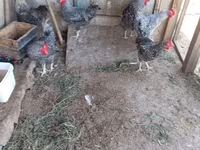 Gallina eslovena barrada — foto 8