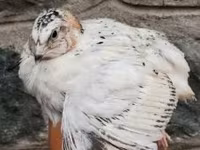 Quails — 照片 3
