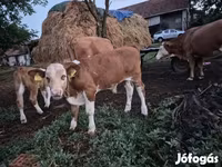 ثور, Simmental cattle — الصورة 5