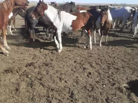 Atlar (partiya, cinsi göstərilməyib), Horse breed — foto 5