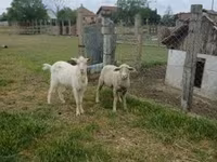 मेढ़ा, Merino sheep — फ़ोटो 1