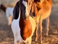 Nőstény kecske, Boer goat — 5. fotó