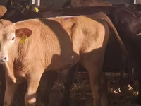 Byk, Simmental cattle — zdjęcie 5