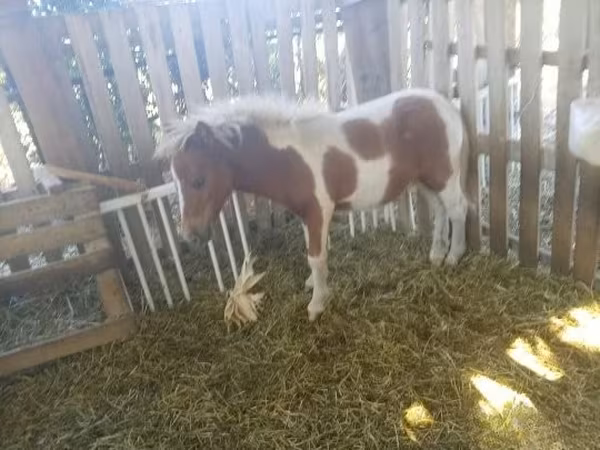 Koń, Miniature horse