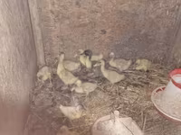 Ducks — foto 3