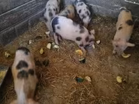 猪（批次，未指定性别）, Pigs — 照片 2