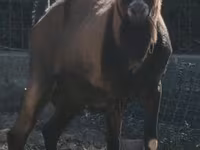 Теке, Alpine goat — 1-сурет