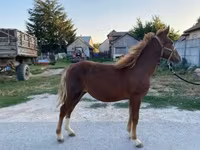 母马, Horses — 照片 3
