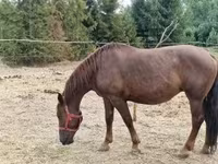 母马, Horses — 照片 5