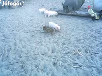 Boar, Вьетнамская вислобрюхая — photo 3