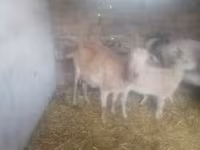 公山羊, Goats — 照片 4