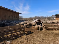 Ovce (šarže, pohlaví neuvedeno), Ovce — foto 6