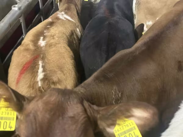 Cattle (batch, sex not specified), Cattle