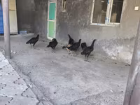 Chickens — 7. fotó