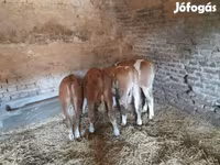 公牛, Hungarian Grey breed — 照片 1