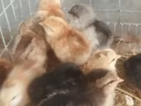 Chickens — photo 1