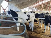 Tehén, Holstein fajta — 8. fotó