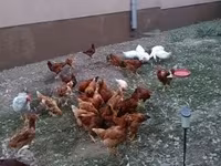 Chickens — 1-сурет