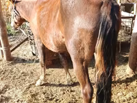 Mare, French Trotter — photo 7