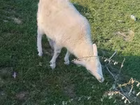 Dişi keçi, Russian White goat — foto 1