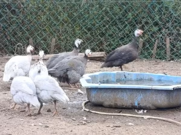 Guinea fowl